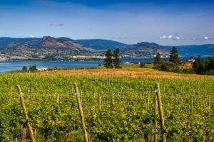 vineyard in the Okanagan