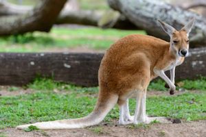 kangaroo in a field at Kangaroo creek farm