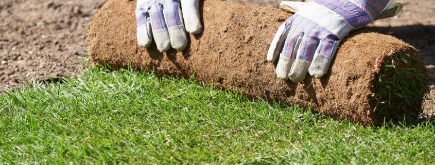 Kelowna landscaper laying out grass