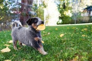 puppy running in backyard of Kelowna home